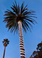 146764 RoBust LED Rope 360° 25M 420lm/m 6500K