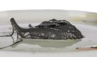 lgev-204 SKF Mineral Oil Grease 420 ml SKF LGEV 2