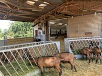 4058075452176 LEDVANCE 50 W LED Batten Light, 240 V LED Lamp, 1 Lamp, 1.644 m Long, IP67/IP69K